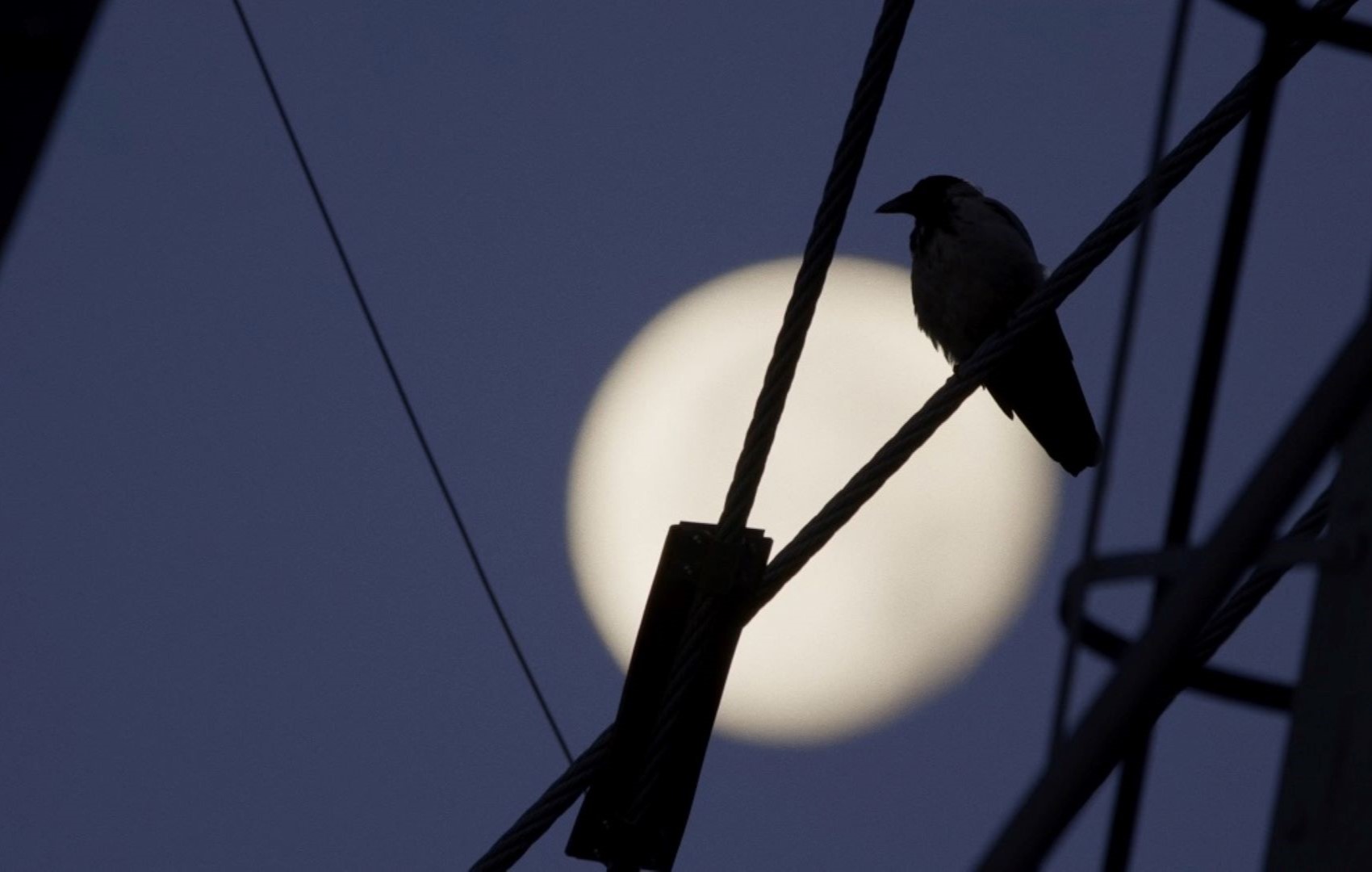 Eine Krähe sitzt auf einer Stromleitung. Hinter ist der leuchtende Mond zu sehen