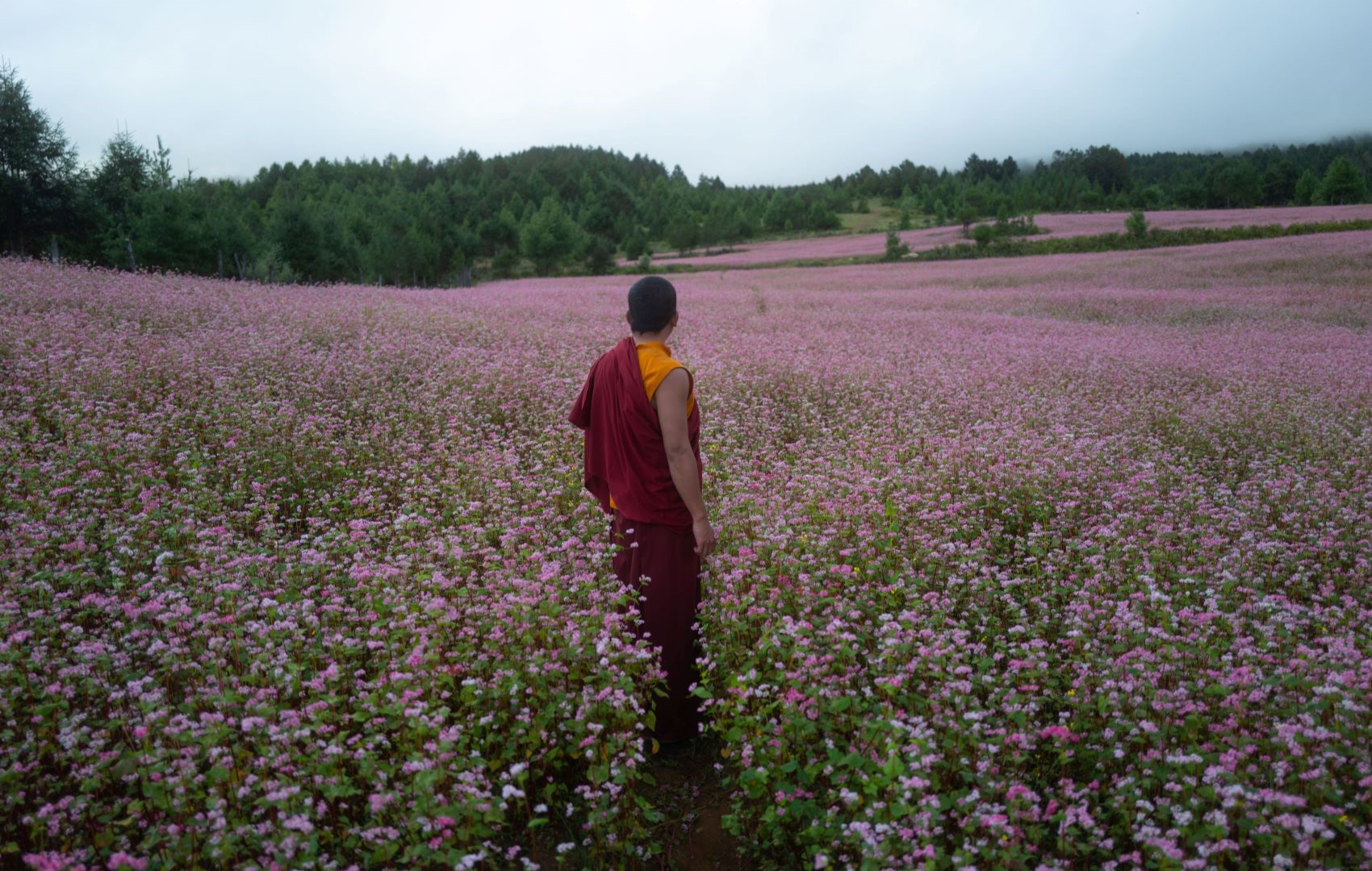 Ein Mann steht in einer lilafarbenen Blumenwiese. Er trägt ein buddhistisches Gewand.